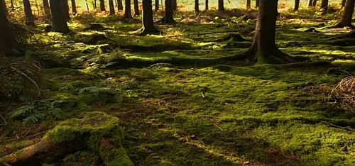 Forests Definition Types Uses And Importance Of Forest