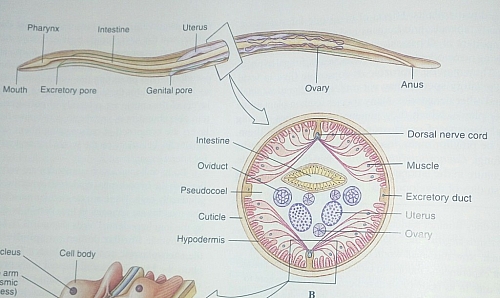Ascaris Lumbricoides Giant Roundworm Ascaris Life Cycle Anatomy And 