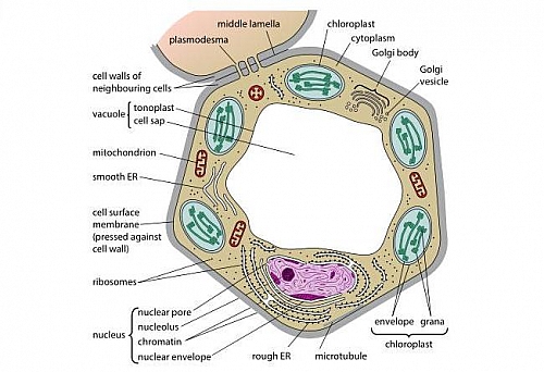 Plant cell Structure: Plant cell parts, Organelles and ...