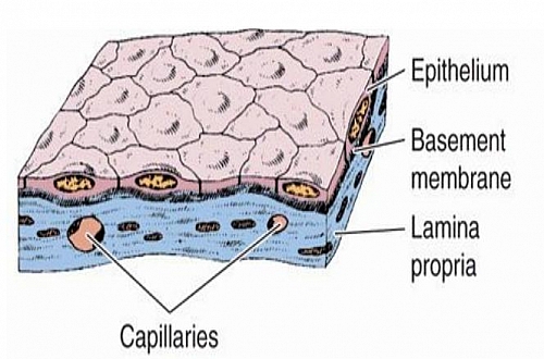 Simple Columnar Epithelium Labeled Diagram Simple Columnar Epithelium Labeled Diagram