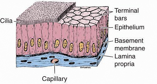 Simple Columnar Epithelium: Function, Structure, Location and Simple ...