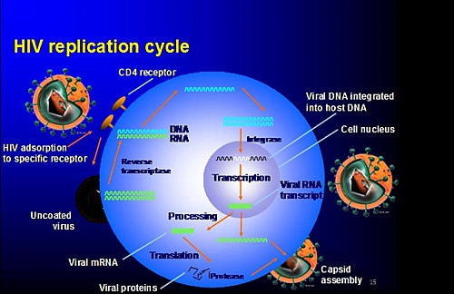HIV Virus Replication Cycle: 7 stages of HIV Life Cycle ... hiv and the body diagram 