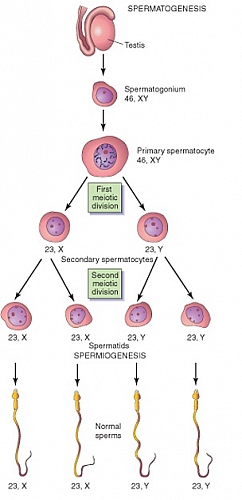 Spermatogenesis Diagram