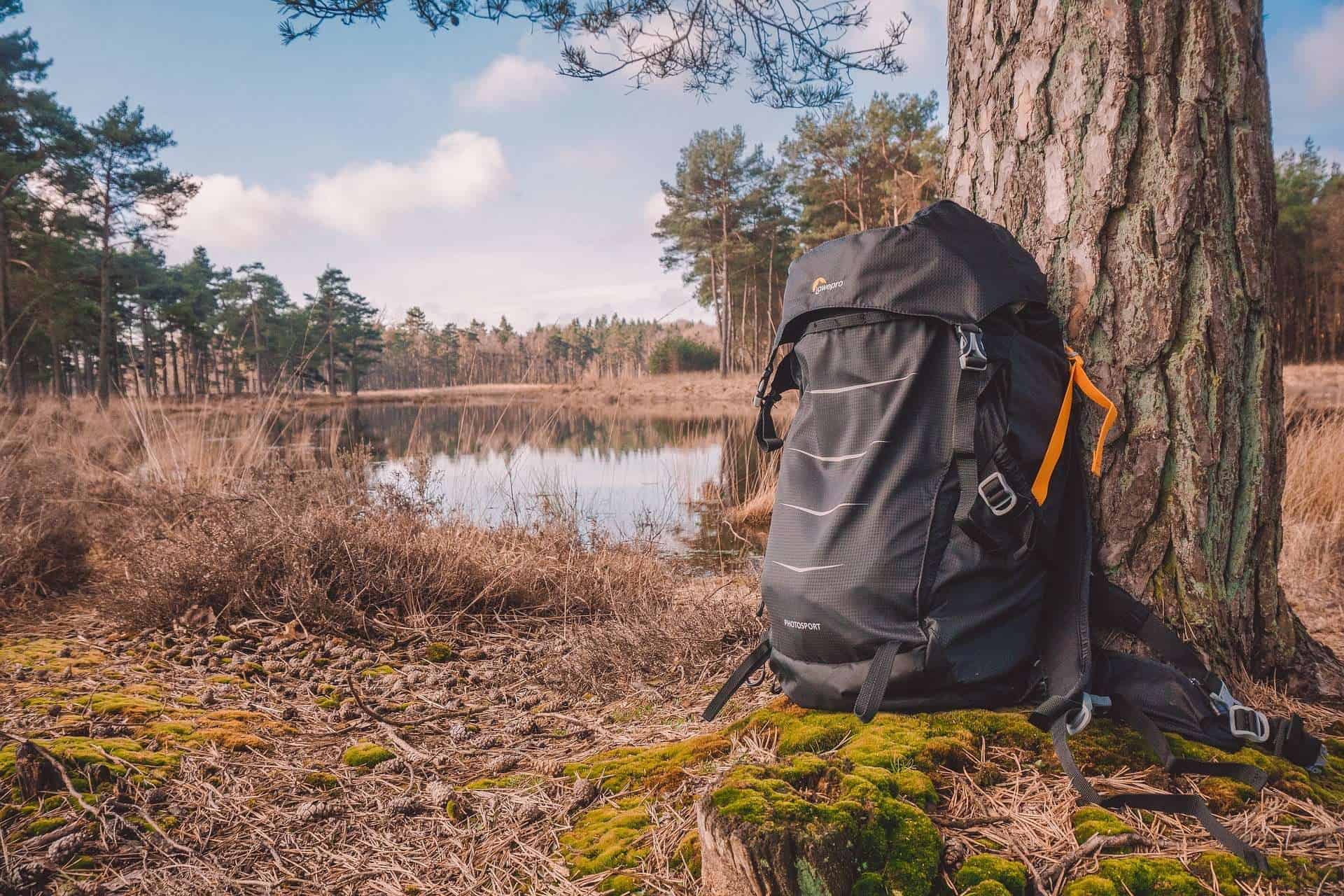 Bird Watching Animals and Birding Definition, Gears, Benefits and Tips