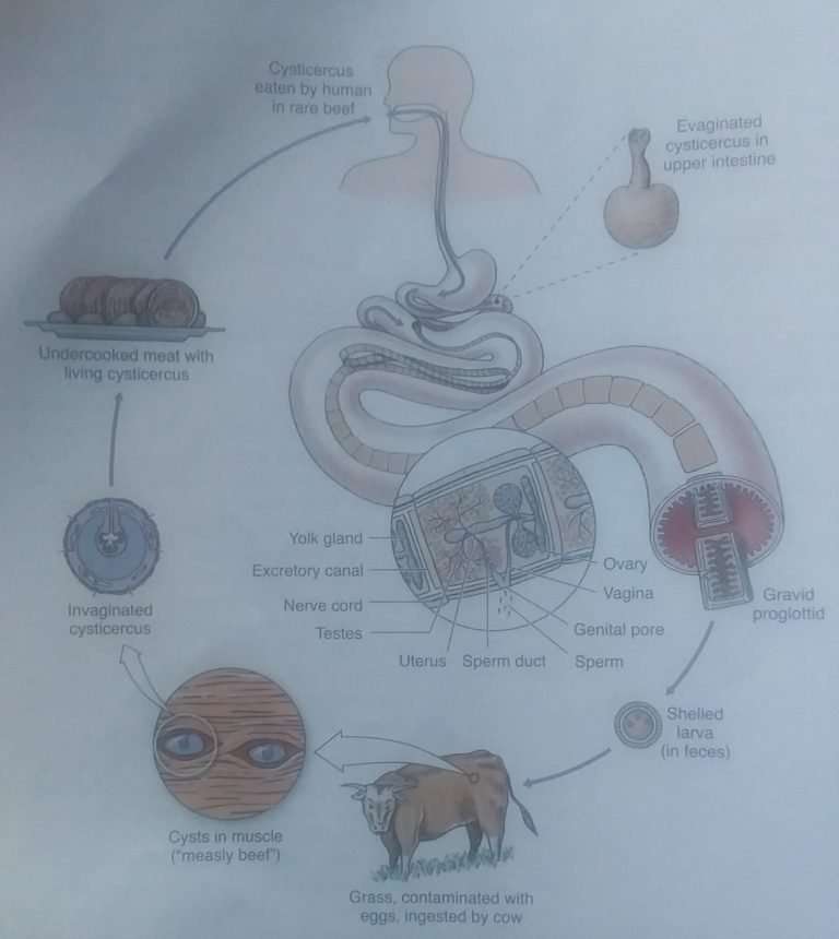 Tapeworm in Humans Symptoms, Signs, Treatment and Diagram Jotscroll