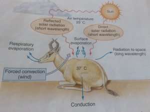 Endothermy in Endotherms: Examples of Endothermic animals - Jotscroll