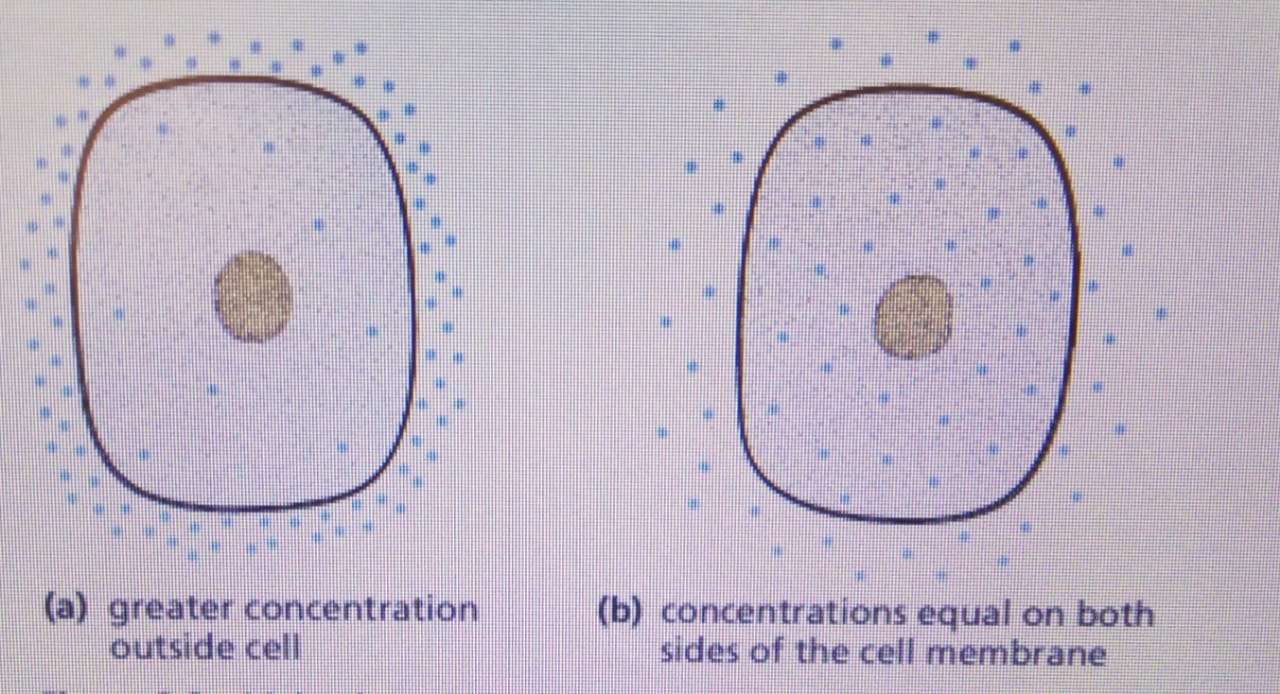 What is diffusion in a cell in biology? Diffusion examples