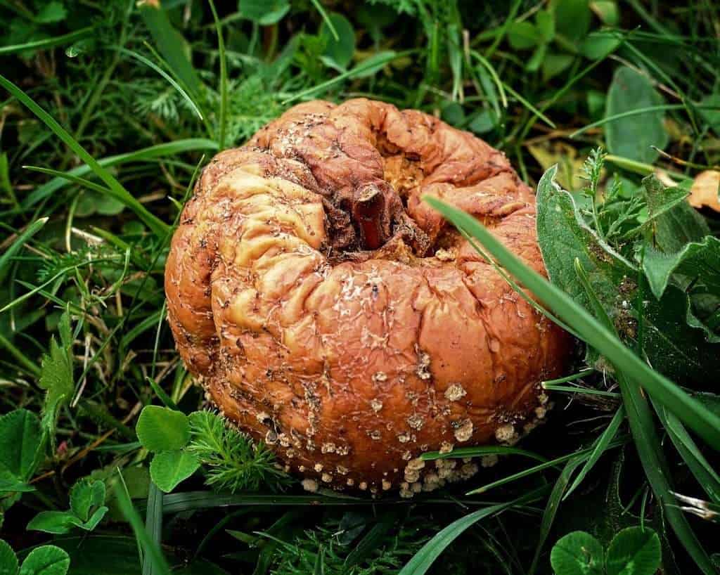 What is Biodegradation? Types and Examples - Jotscroll