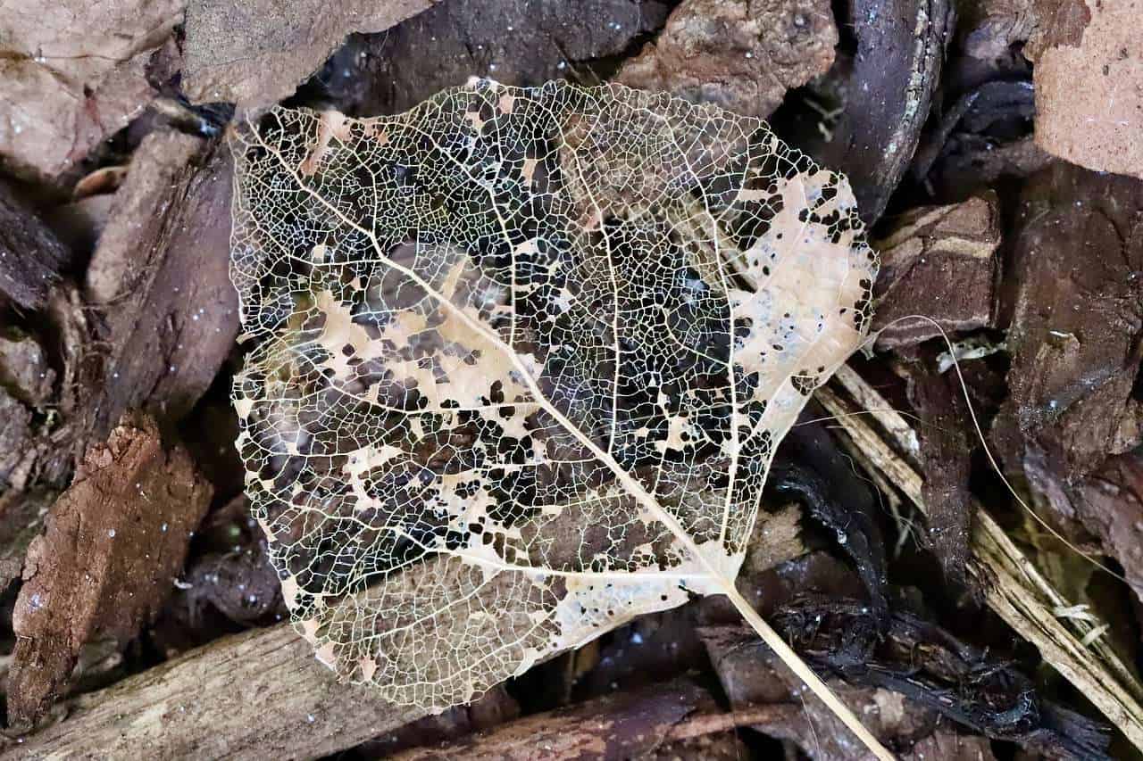 What is Biodegradation? Types and Examples Jotscroll