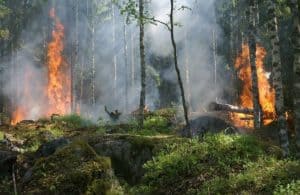 Forest fire is a natural source of air pollutants