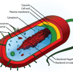 A labelled diagram of a bacterial showing the bacterial cell wall