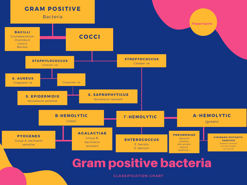 Gram positive bacteria identification chart
