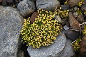 The Antarctic pearlwort is another cold desert plant