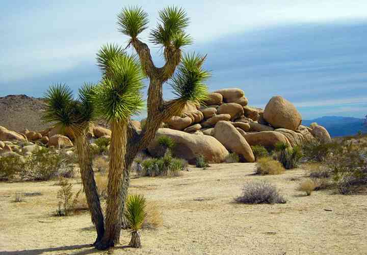 The Joshua tree is another example of a plant in the desert