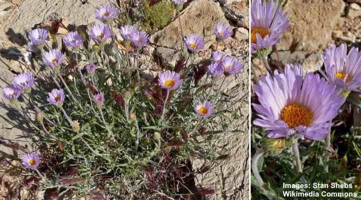 The Mojave aster is another desert plant that grows in the Arizona desert