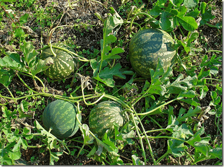 The wild desert gourd is another example of a desert plant