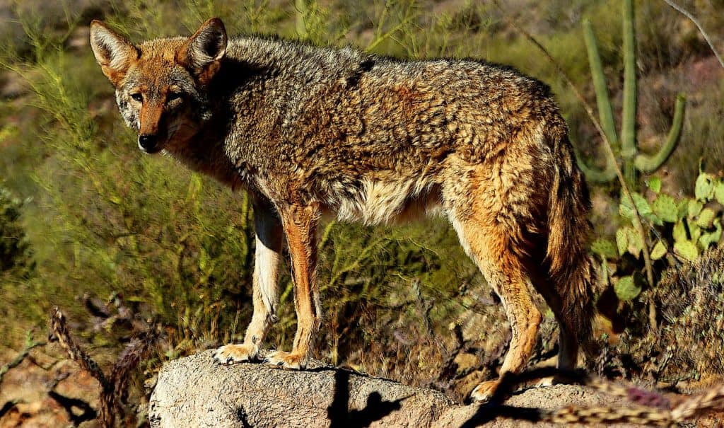 coyote is an example of an animal that lives in the desert biome