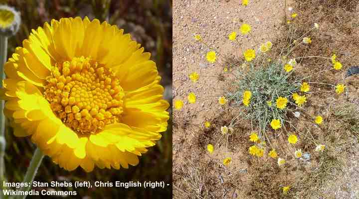 This is a picture of a desert marigold plant