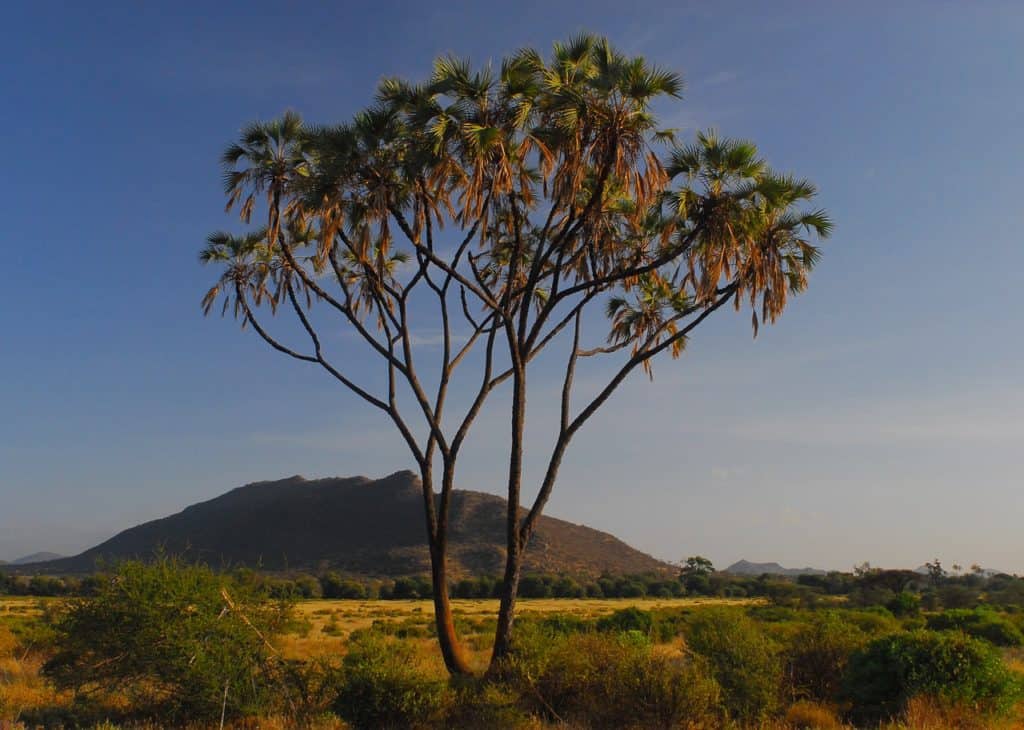 doum palm is an example of a Sahara desert plant