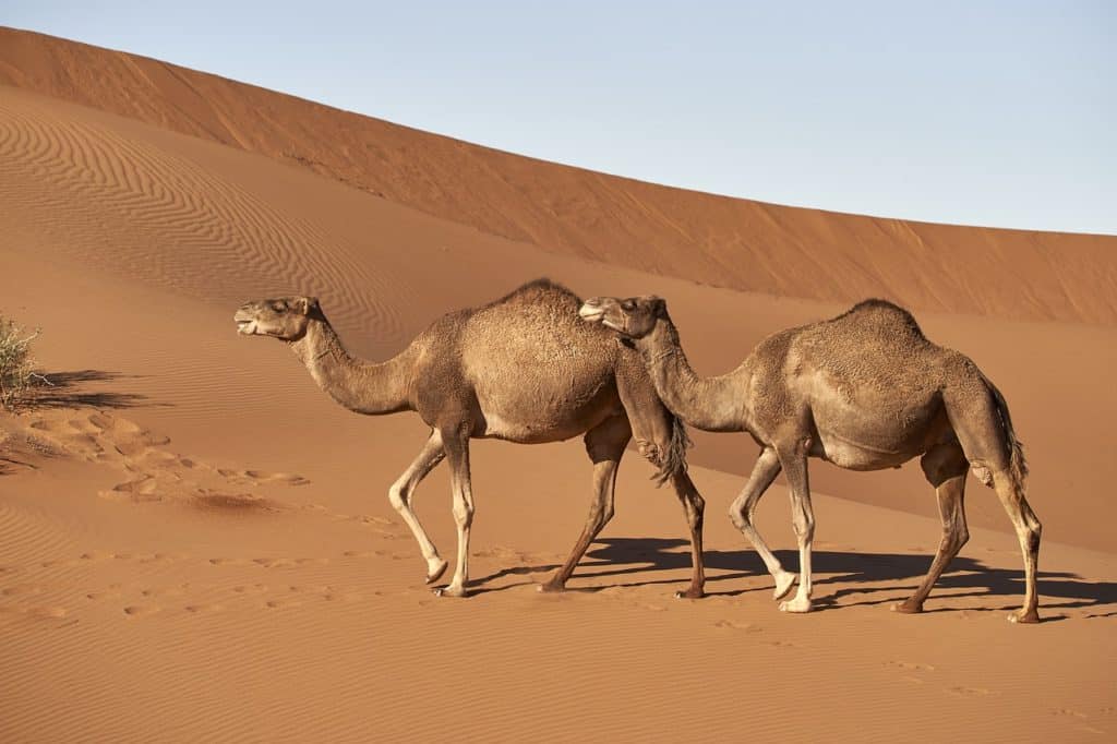 Dromedary camel, is part of the animals that live in the desert.