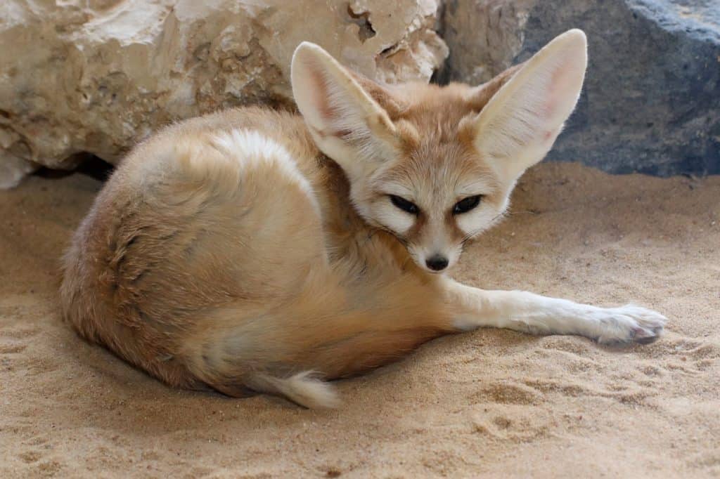 Fennec fox is an example that lives in the desert.