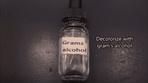 Gram staining procedure: decolorize with grams alcohol