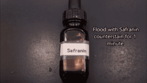 Gram stain procedure - aaply the safranin counterstain