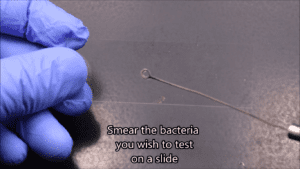 Gram stain procedure - smear the bacteria