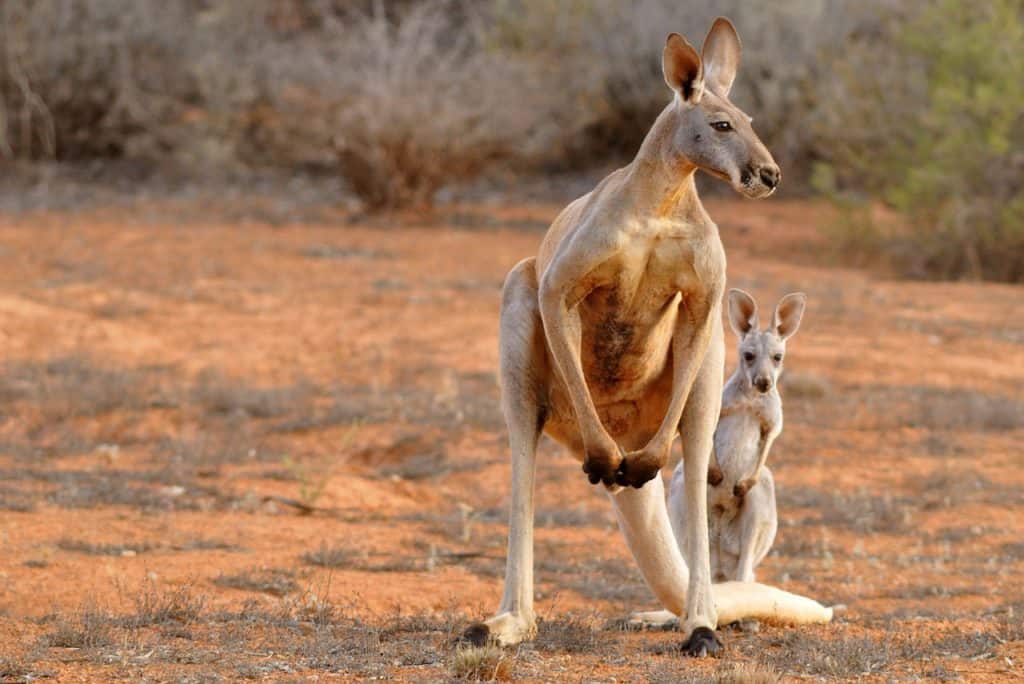 A Kangaroo as an example of what animals live in the desert