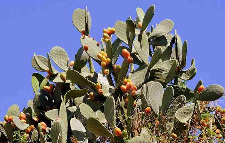 The pancake prickly pear is an example of a desert plant