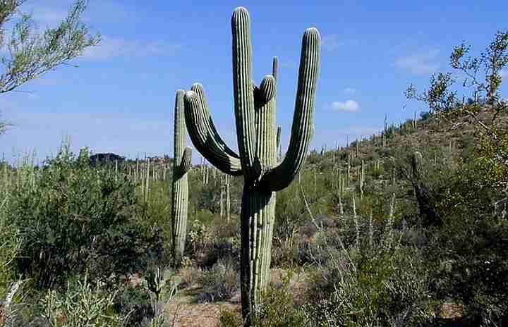 Saguaro cactus is an Arizona desert plant