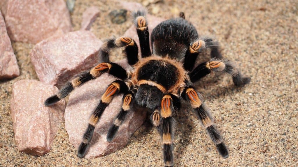 Tarantula is another example of animals that lives in the desert.