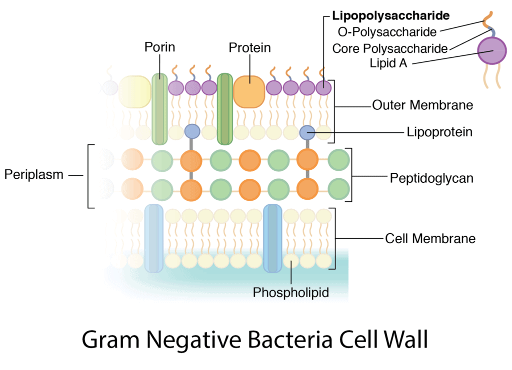 Diagram of gram negative bacteria cell wall