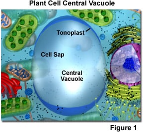 What does the vacuole do in a plant cell?