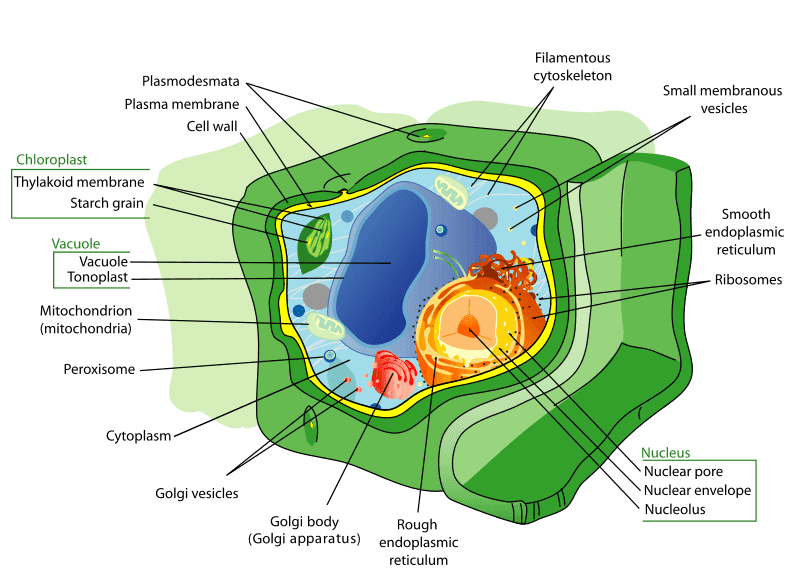 PLant cell showing the structure of organelles