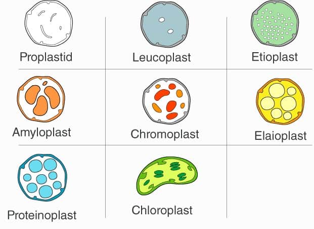 A chart showing the various types of plastids.