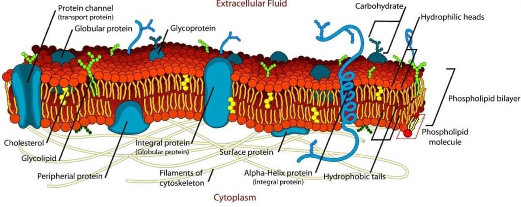 This is a diagram of the plasma membrane