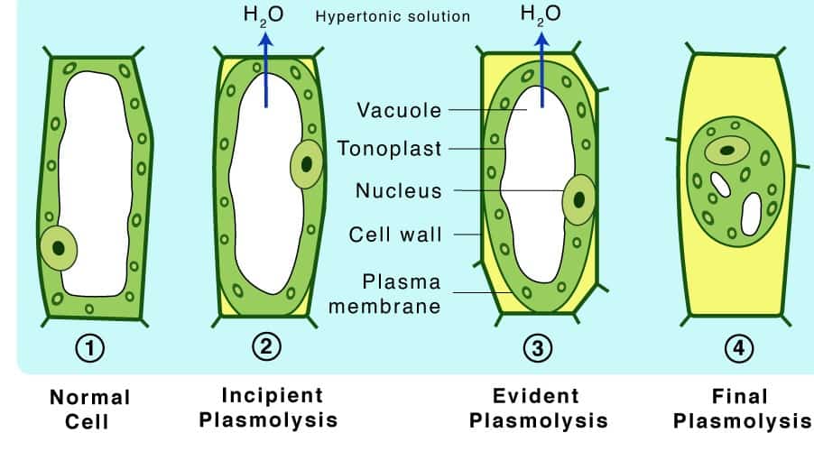 A diagram of cells showing the stages of plasmolysis.
