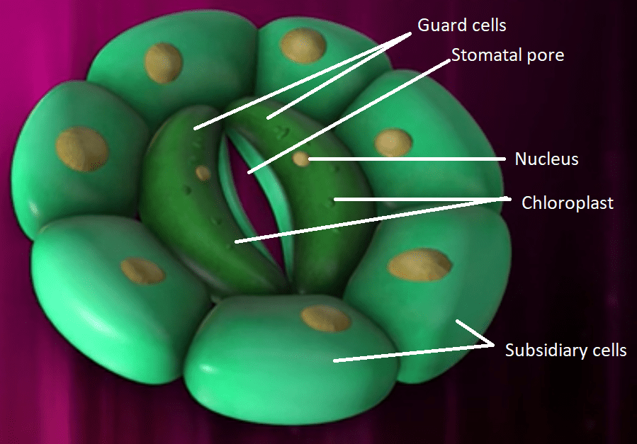 An image of well-labeled stomata. This image helps in the understanding of what is the function of stomata.