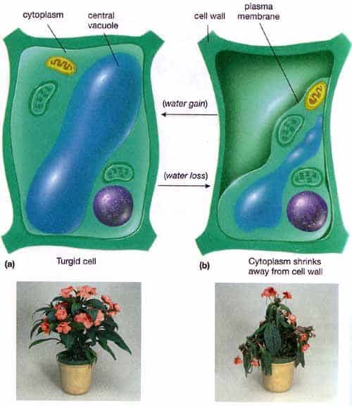 How turgor pressure affects plants.