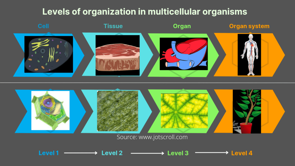 Levels of organization in multicellular organisms