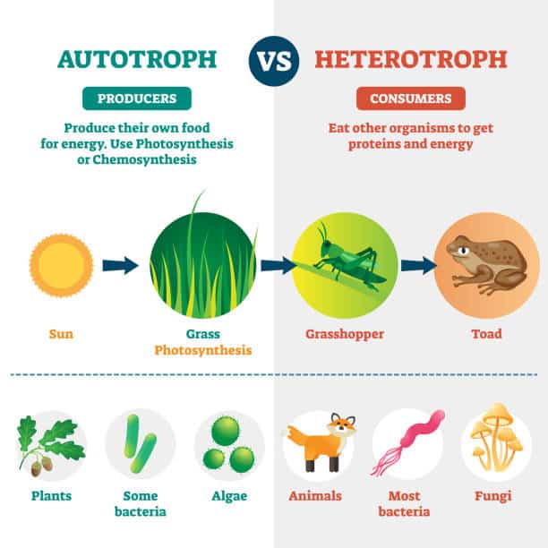 This image shows the differences between autotrophs and heterotrophs.