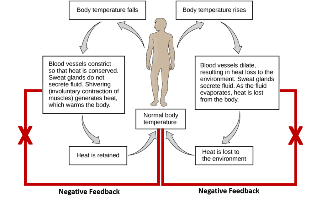 Homeostasis Examples And Meaning In Biology Jotscroll