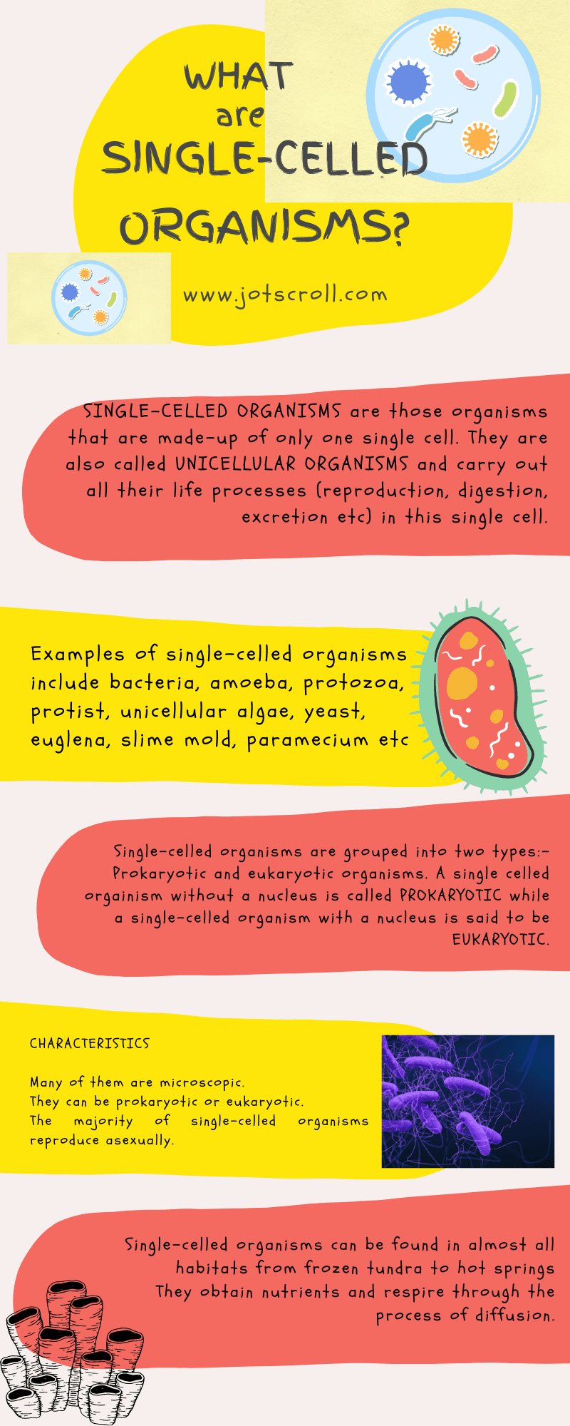 Single-celled organism examples and definition