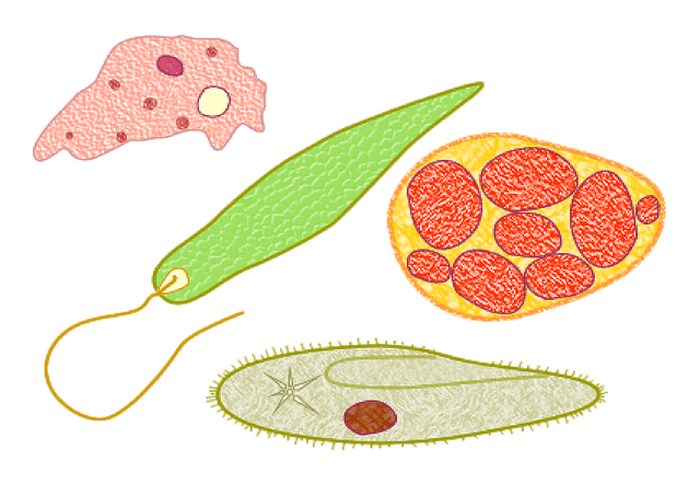 Single celled organism in microbiology examples and definition