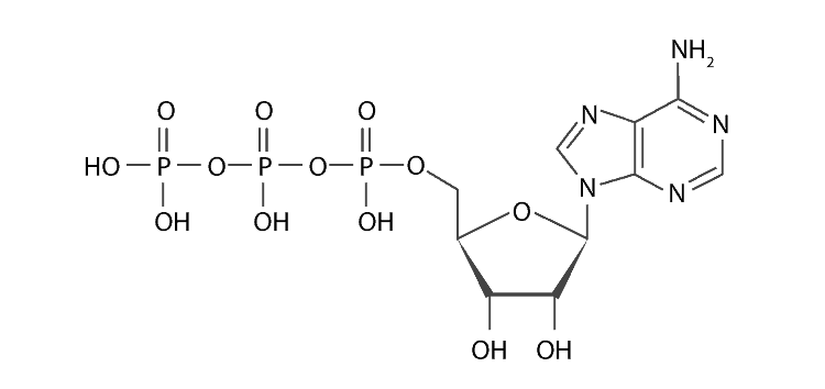 This adenosine triphosphate diagram shows its structure.