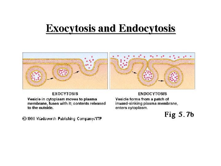 Endocytosis vs exocytosis diagram