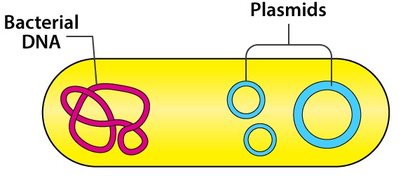 A diagram of plasmids.