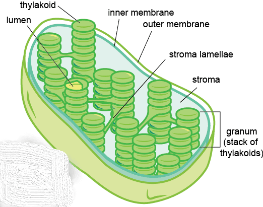 This is a diagram of the thylakoid membrane showing its various structures.